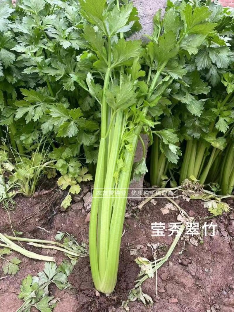 高品质芹菜种子莹秀翠竹西芹种子引进法国西芹品种根部小