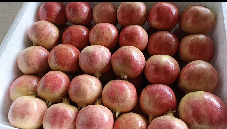 会理无籽石榴礼盒包装展示