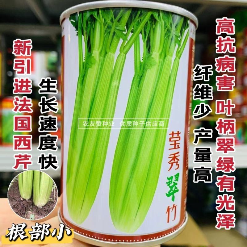 高品质芹菜种子莹秀翠竹西芹种子引进法国西芹品种根部小