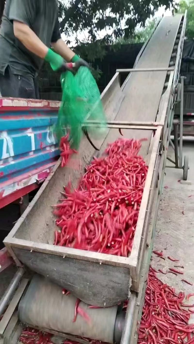金塔辣椒产地直供大酱厂剁椒企业深加工颜色艳辣度好去把