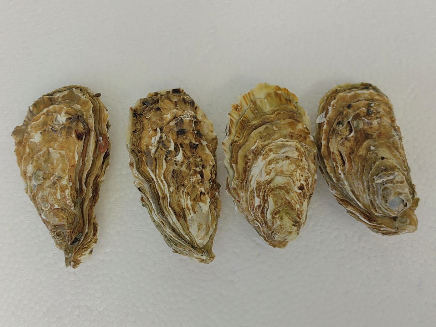生蚝内部发现的白色珍珠