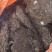 鸡粪
