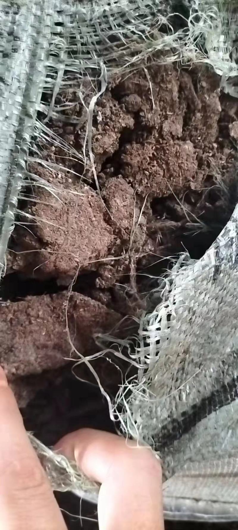 鸡粪