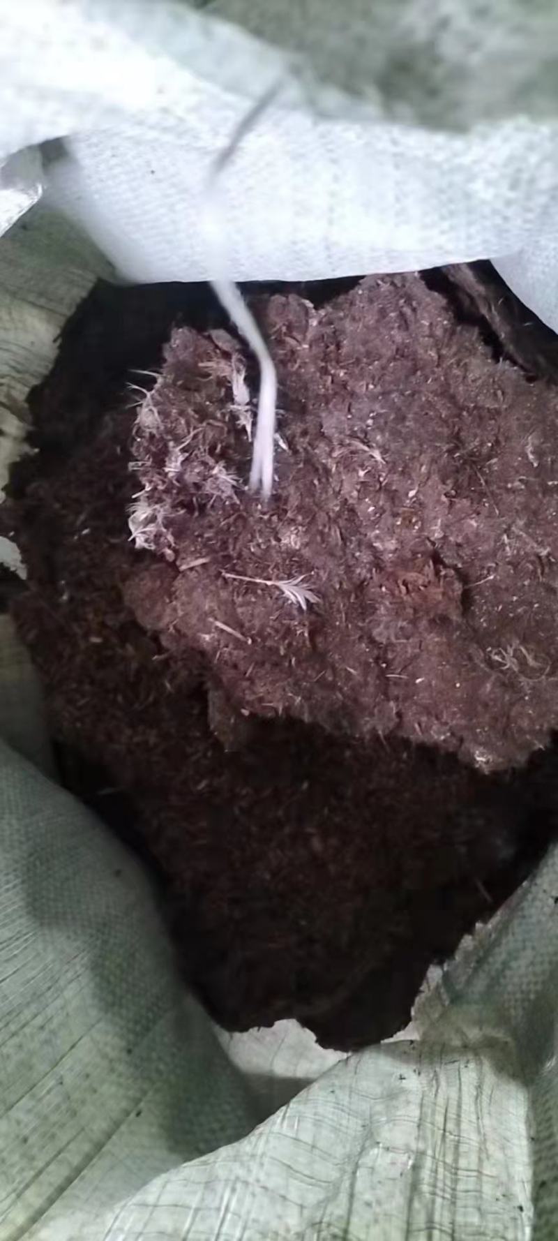 鸡粪