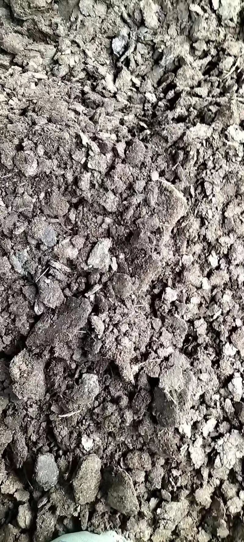 鸡粪