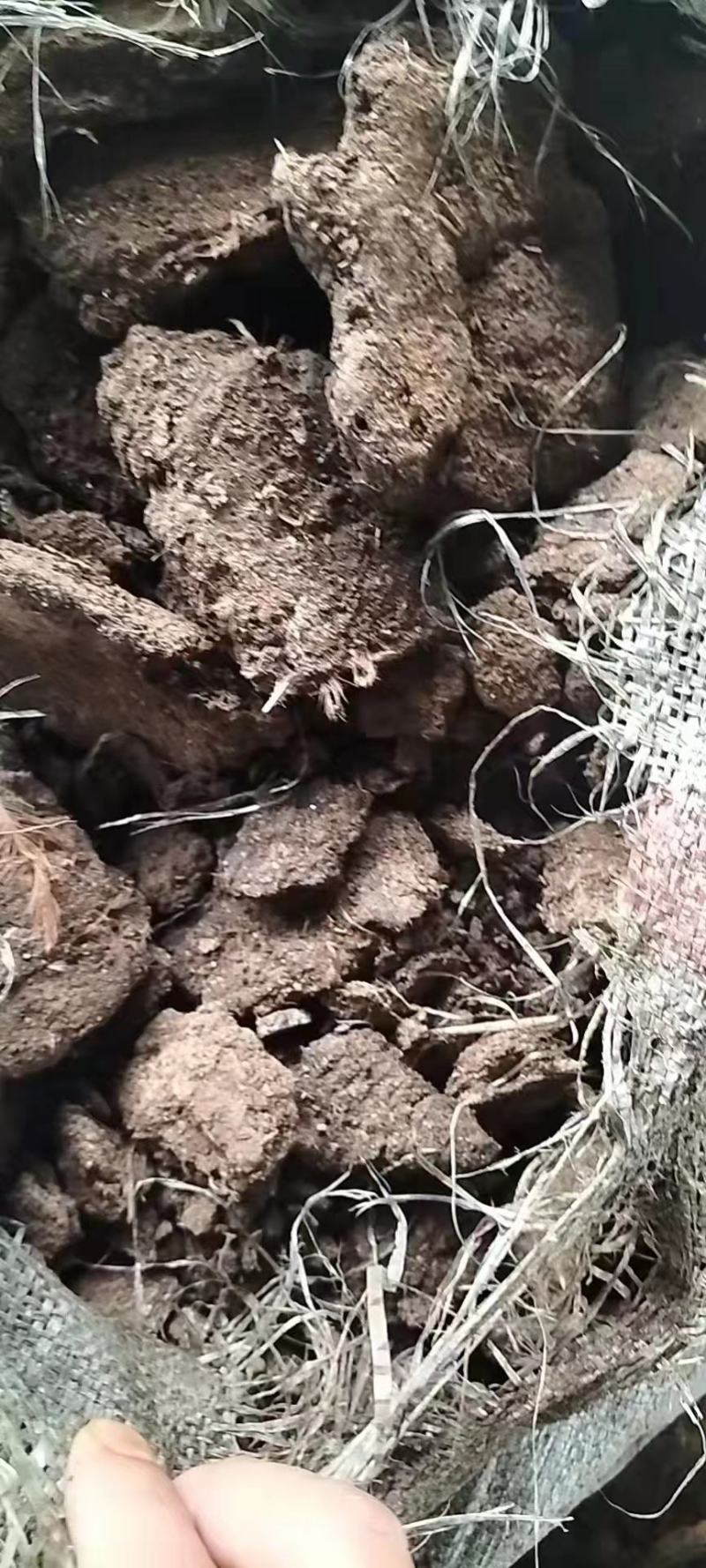 鸡粪