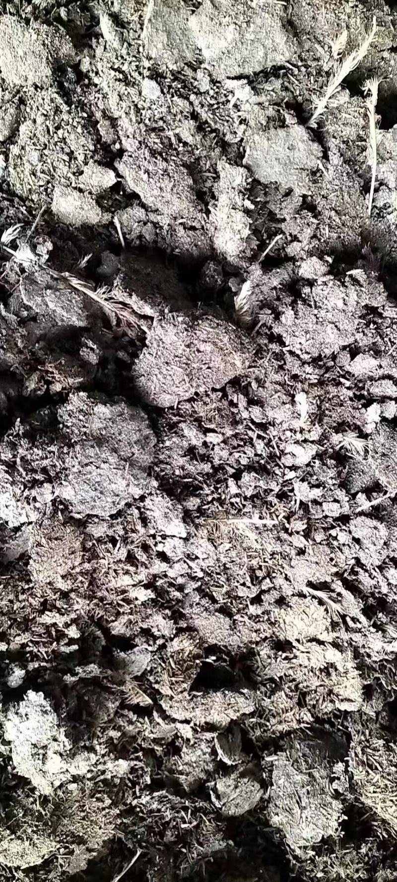 鸡粪