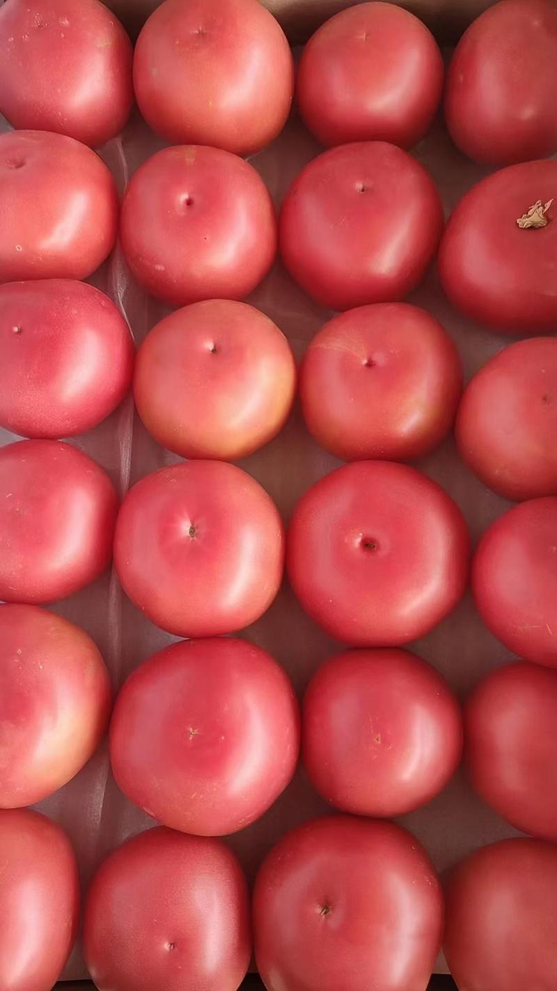 好吃的硬粉西红柿大量有货全天天天不断货，随到随装质量放心