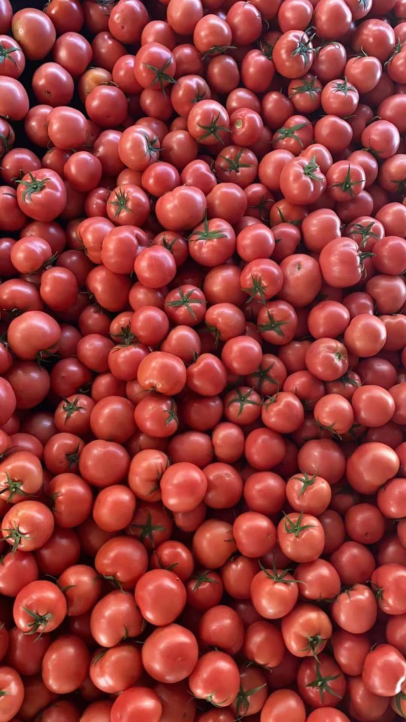 好吃的硬粉西红柿大量有货全天天天不断货，随到随装质量放心