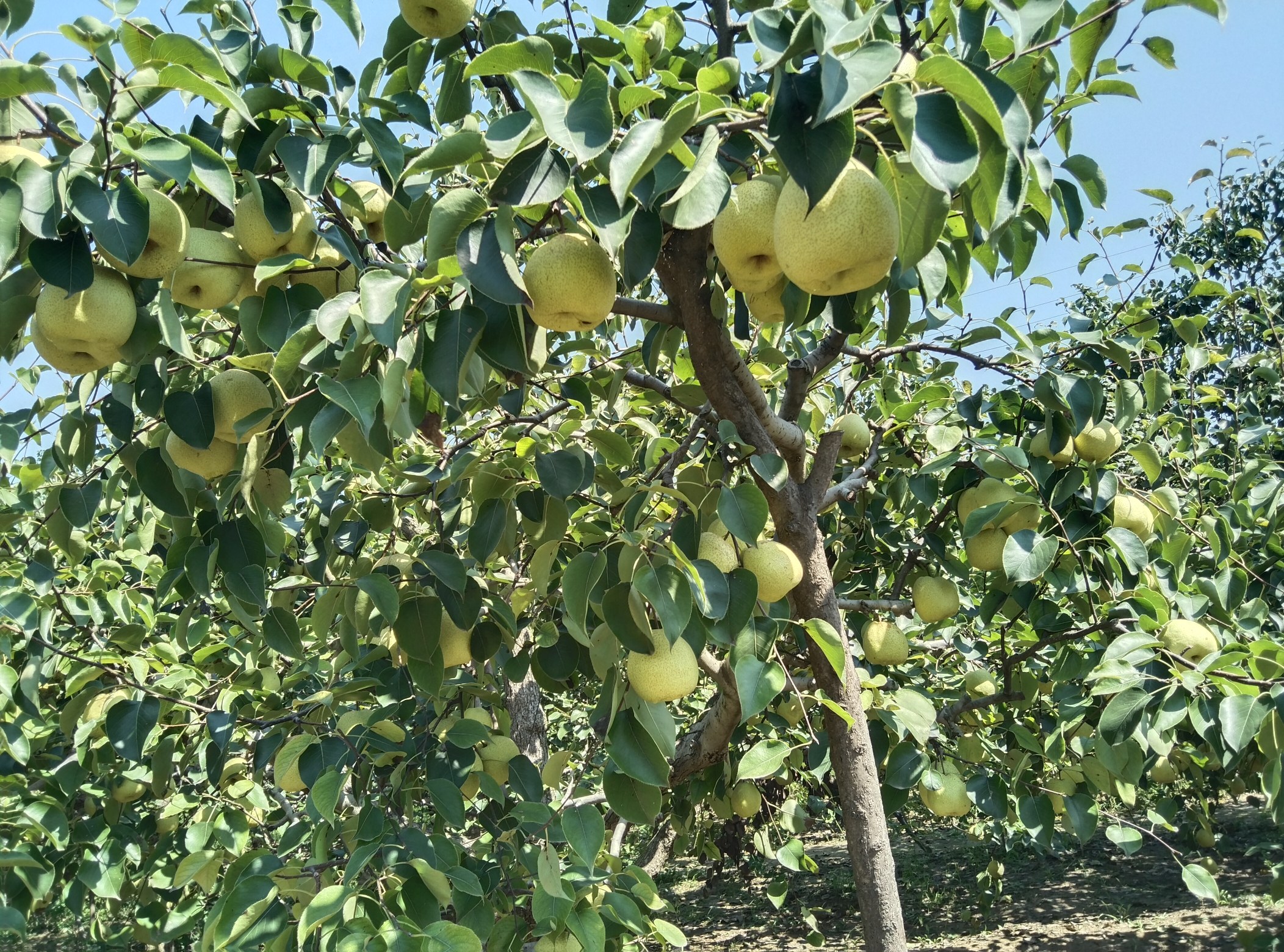 丰县酥梨果园全景图,展示成片成熟的酥梨挂满枝头的景象 丰县酥梨果园