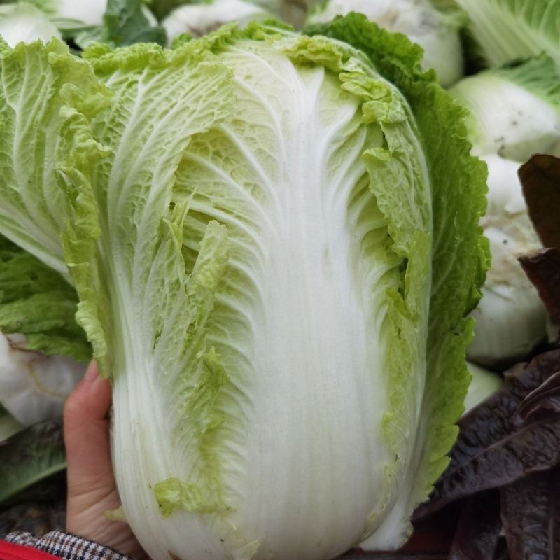 【实力商家】黄心大白菜个头大无虫眼产地批发一手货