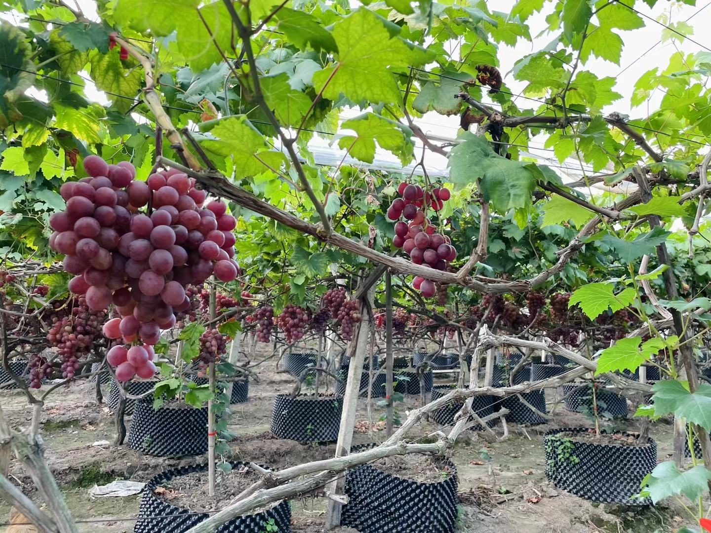 左侧为酿酒葡萄园,植株紧凑,果穗小而密集;右侧为鲜食红提园,藤蔓舒展,果穗大而稀疏,工人正在采摘红地球葡萄,展示两类葡萄栽培模式的显著区别 葡萄园对比图