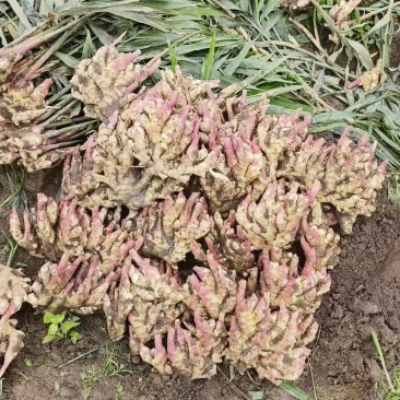 基地直供优质二黄姜，，电商货，超市整年供应