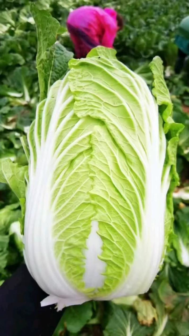 【实力商家】黄心大白菜个头大无虫眼产地批发一手货