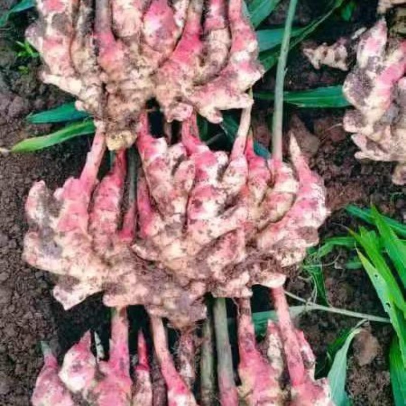 基地直供优质二黄姜，，电商货，超市整年供应