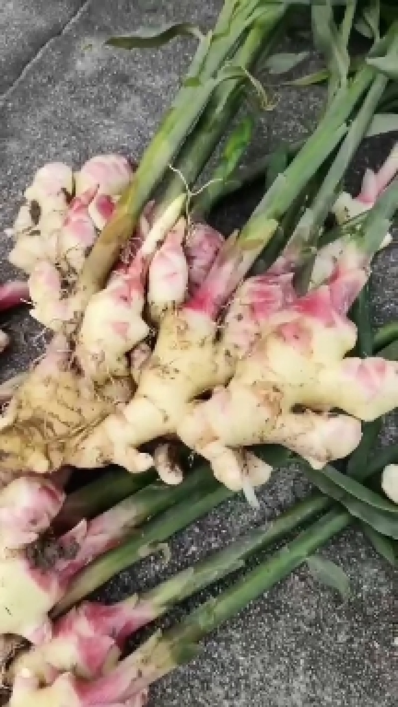基地直供优质二黄姜，，电商货，超市整年供应