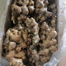 福建产区实力代办，老姜，二黄姜，小黄姜，，腌制各种生姜