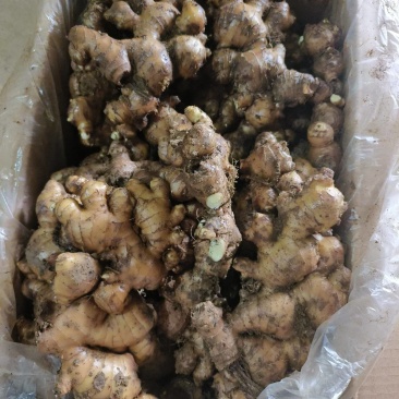 福建产区实力代办，老姜，二黄姜，小黄姜，，腌制各种生姜