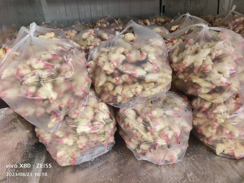 福建产区实力代办，老姜，二黄姜，小黄姜，，腌制各种生姜