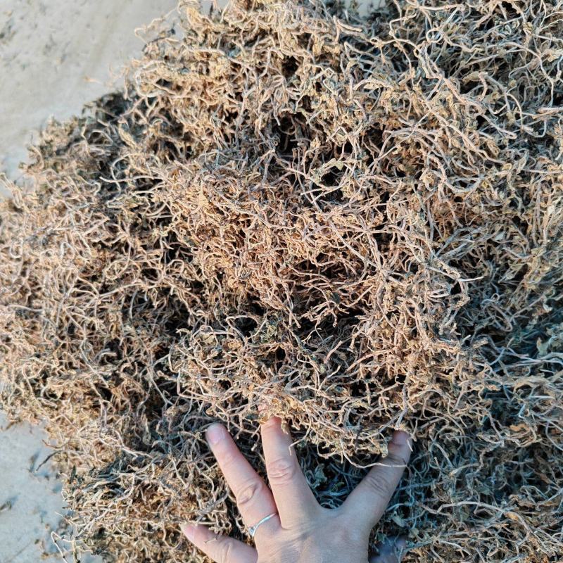 筛选垂盆草各种规格垂盆草，过筛选，保质保量量大从优