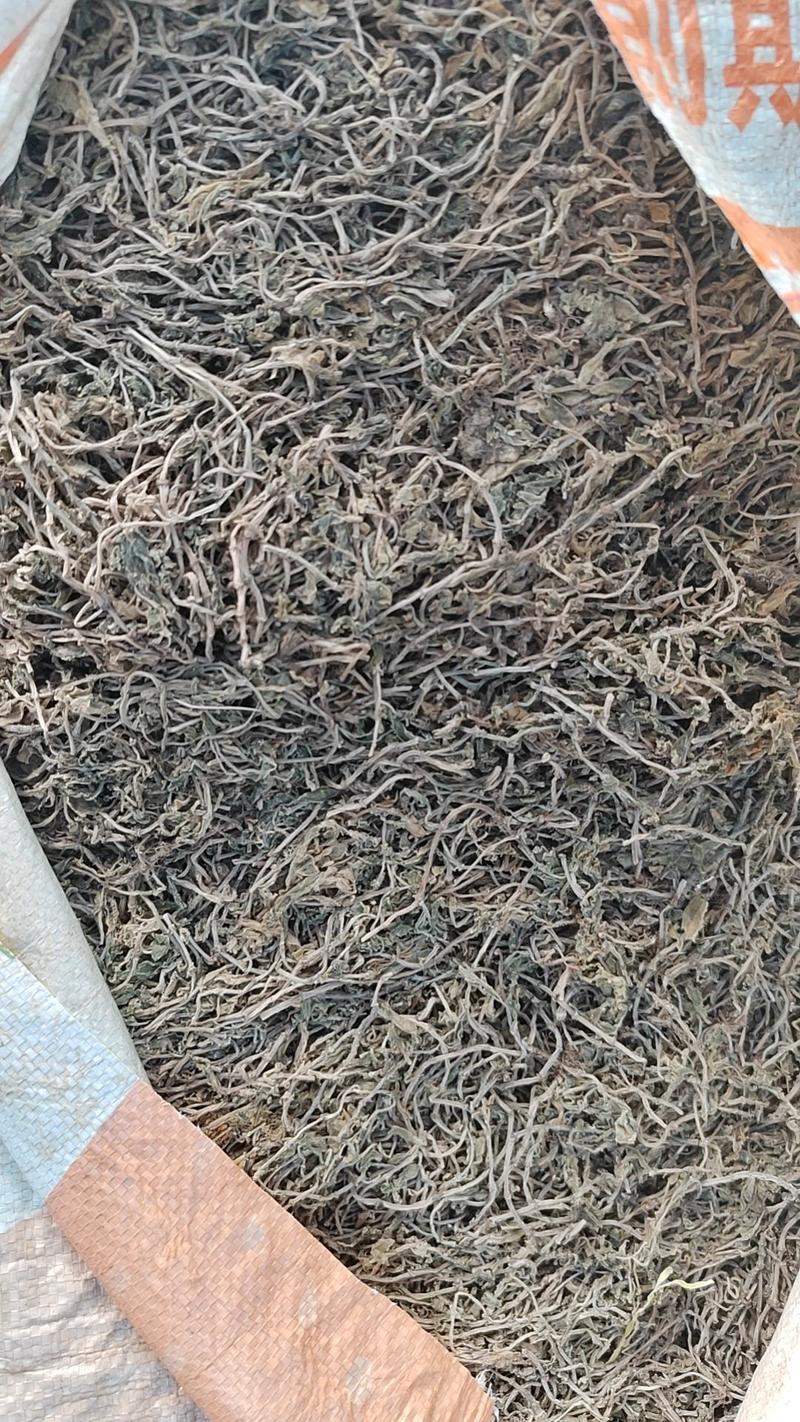 筛选垂盆草各种规格垂盆草，过筛选，保质保量量大从优