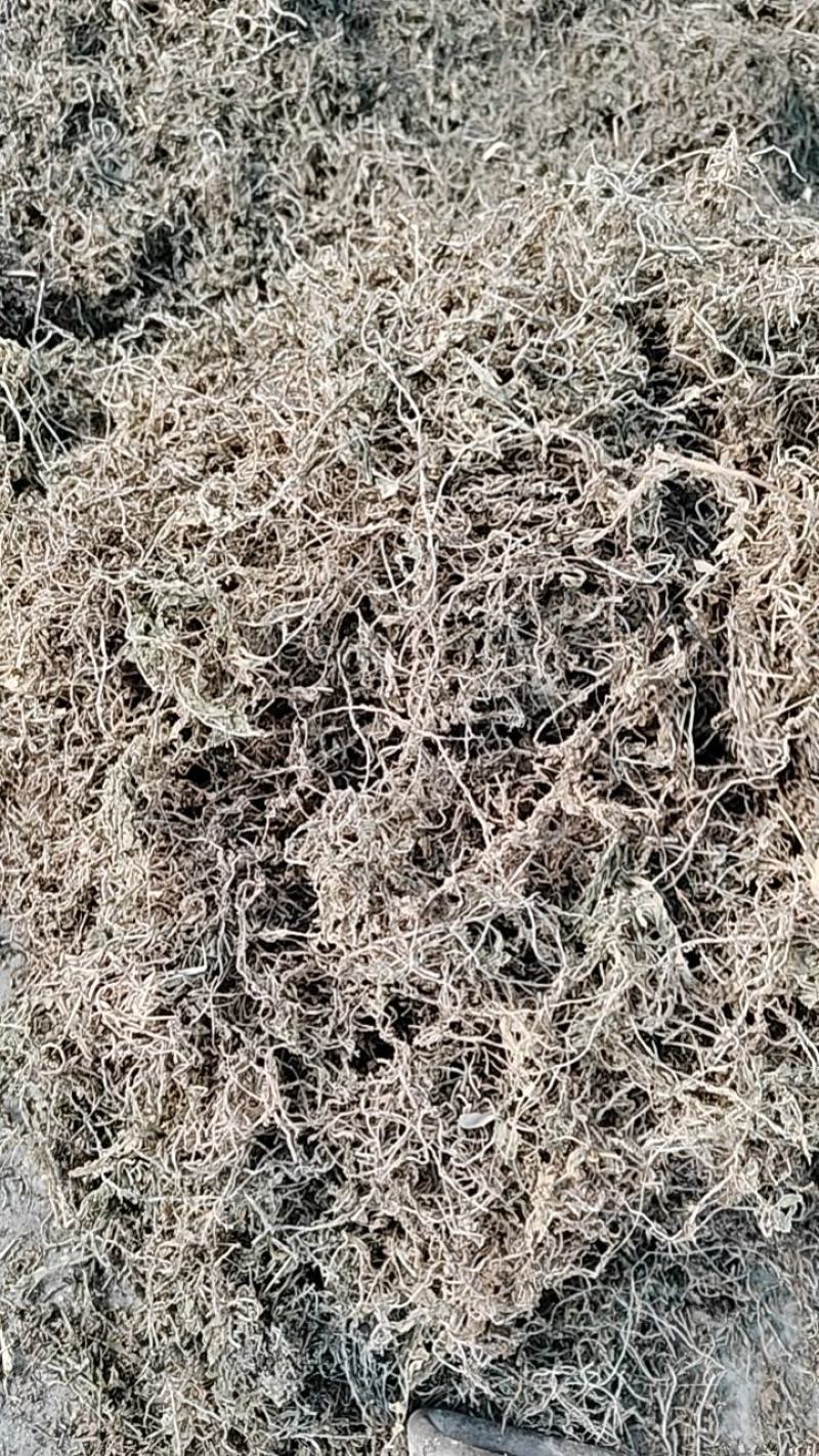 筛选垂盆草各种规格垂盆草，过筛选，保质保量量大从优