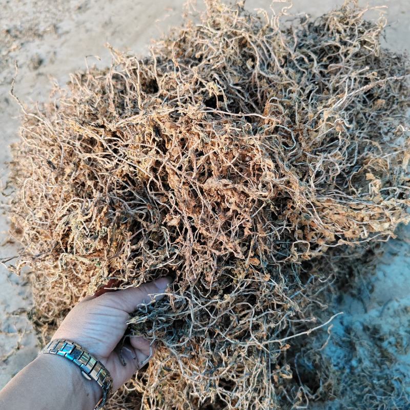 筛选垂盆草各种规格垂盆草，过筛选，保质保量量大从优