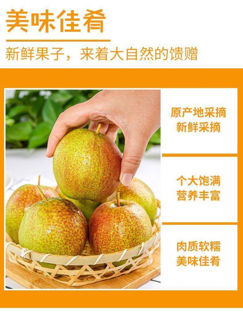 正宗山西玉露香梨，山西运城临猗坡上，大量供应
