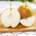 正宗山西玉露香梨，山西运城临猗坡上，大量供应