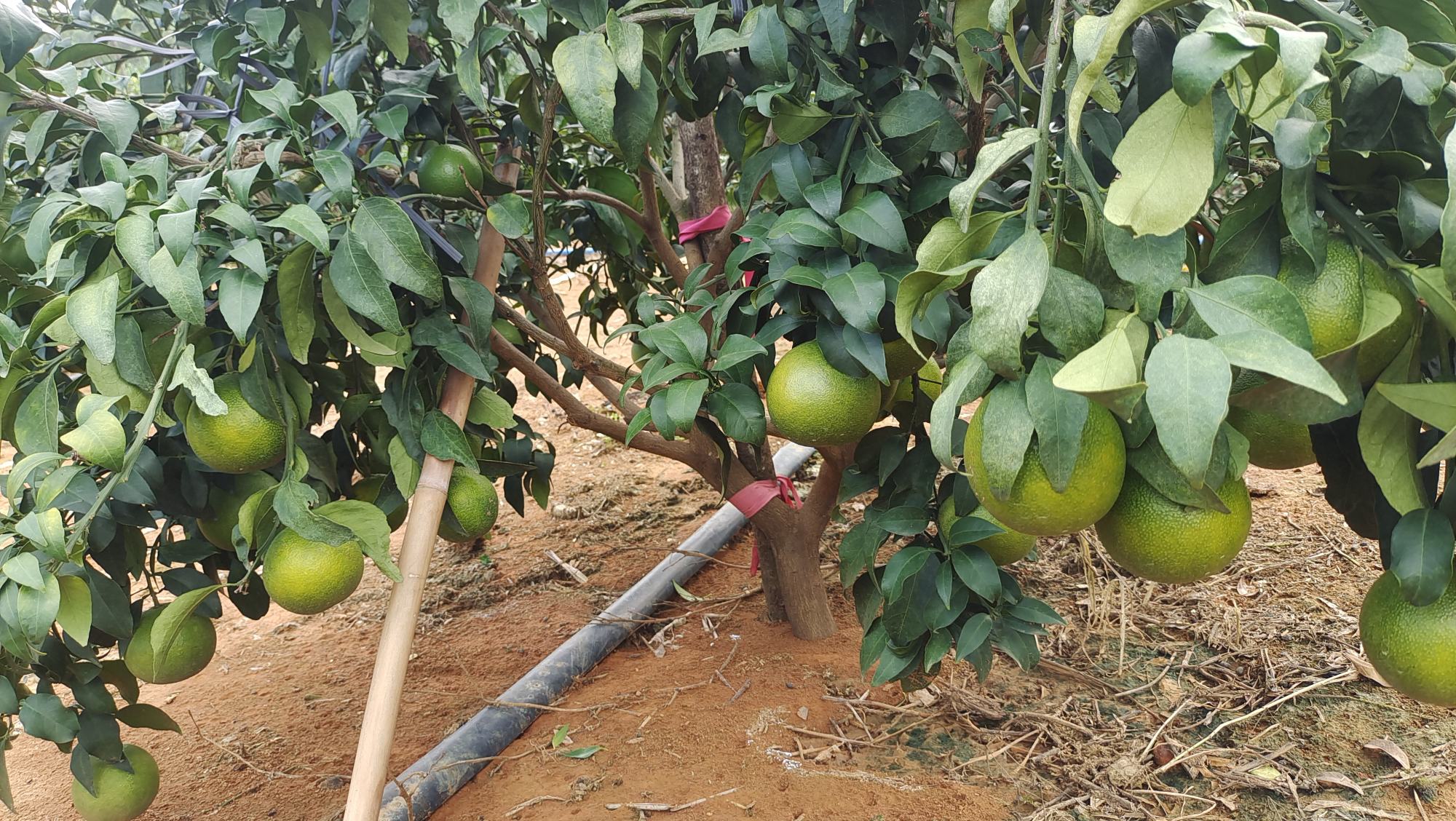 展示爱媛橙与冰糖橙的外观对比,爱媛橙果皮更薄,颜色更鲜艳,冰糖橙则果形略大,果皮略厚 爱媛橙与冰糖橙对比图