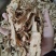 当归片各种规格大量供应一件代发大量供应