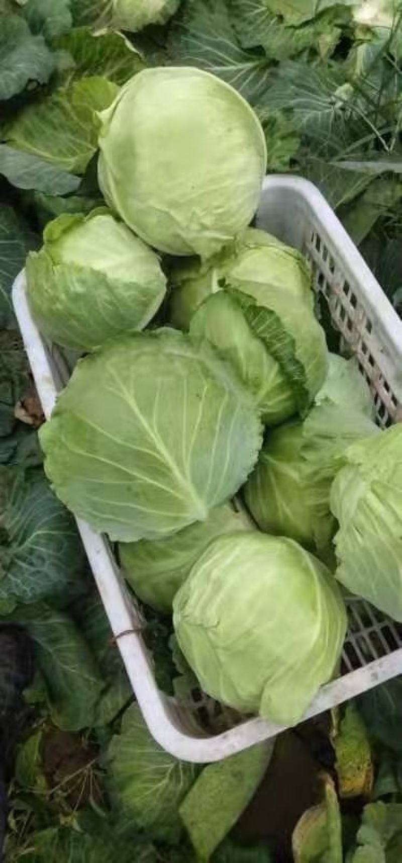 【牛商优选】精品甘蓝产地批发品质保证一手货源价格实