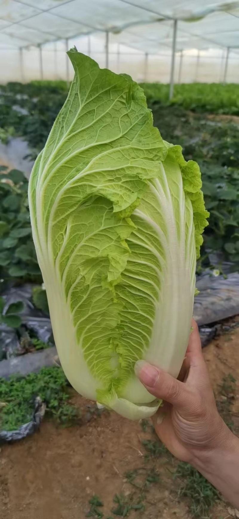 【代发全国】精品黄心大白菜无病无虫眼货大量上市