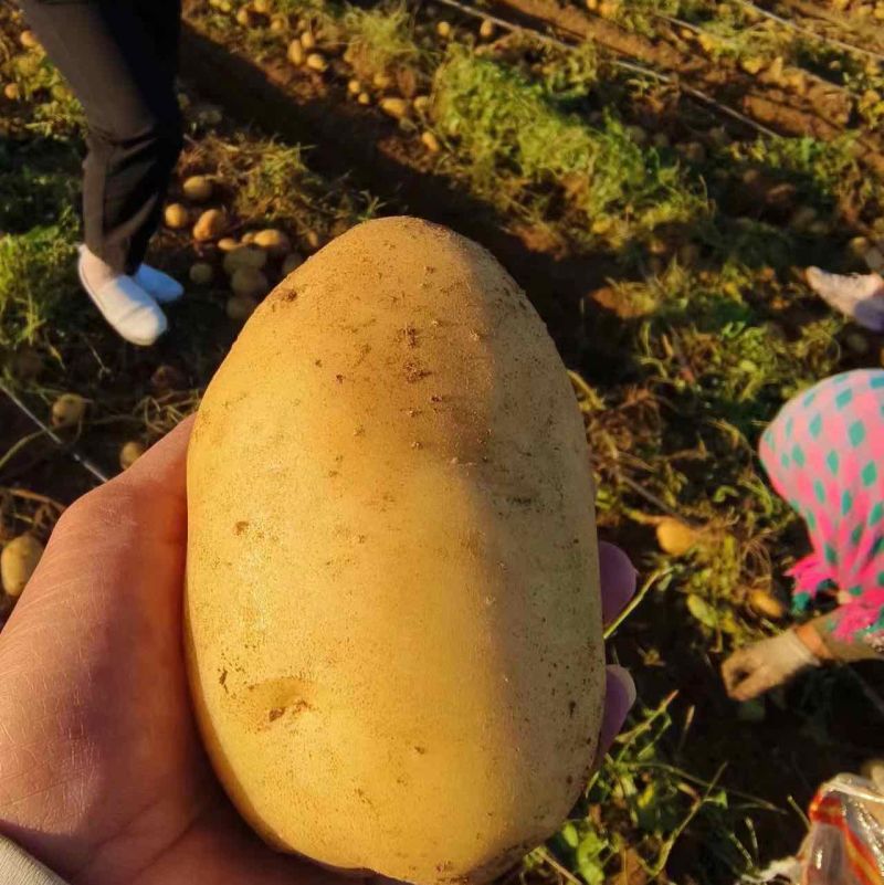 【推荐】内蒙沃土5号黄心土豆货源充足质优价廉对接批发