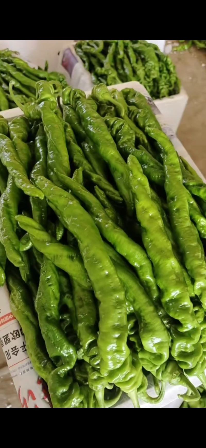 山东费县大棚辣椒大量供应螺丝椒