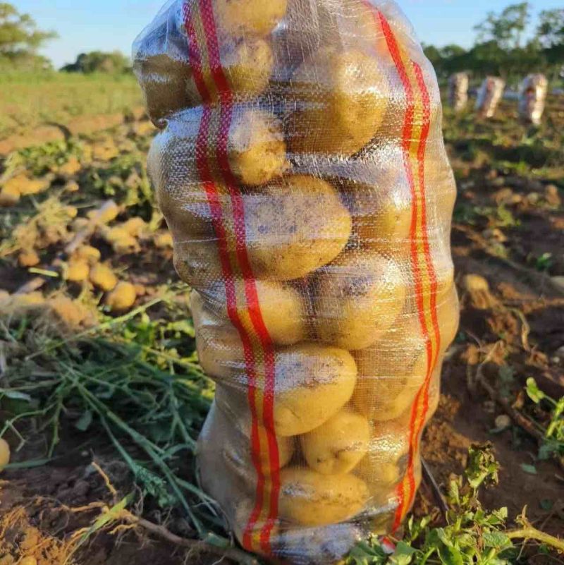 【推荐】内蒙土豆黄心土豆实验一号土豆品类齐全国发