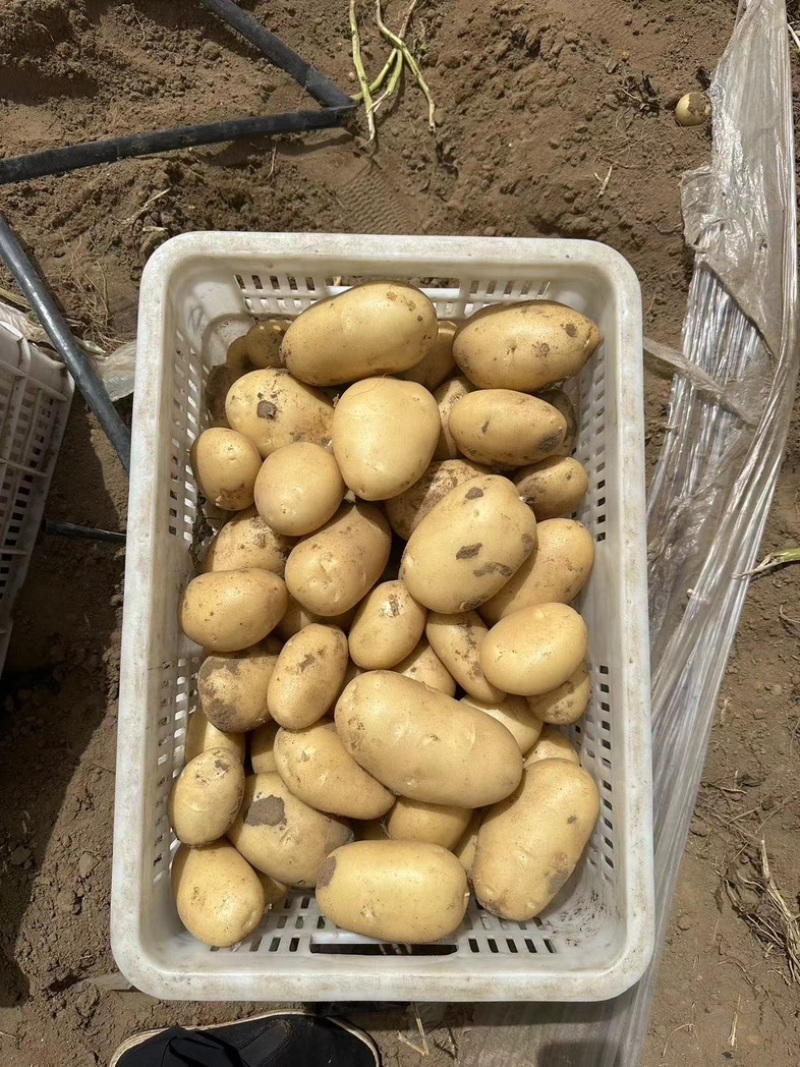 【推荐】内蒙土豆黄心土豆实验一号土豆品类齐全国发