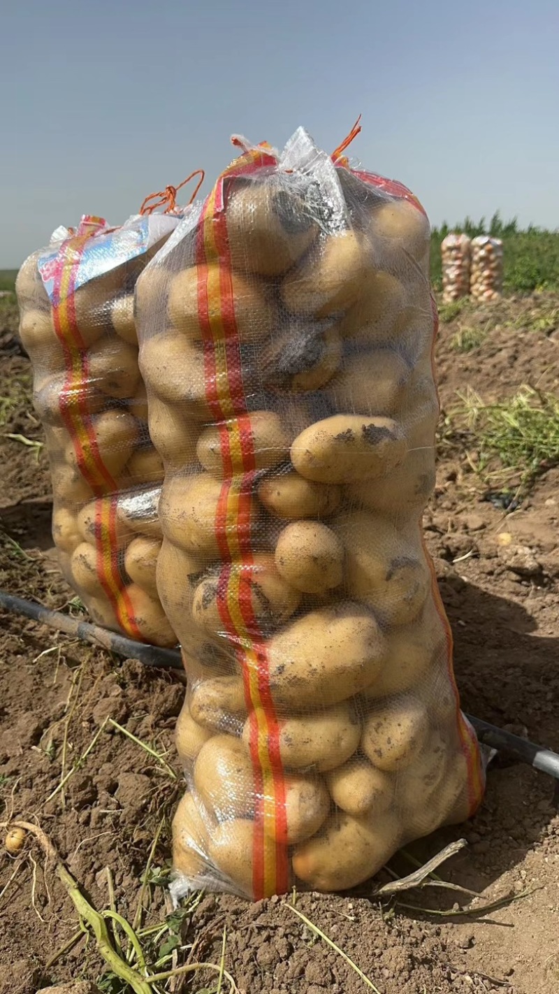 【推荐】内蒙土豆黄心土豆实验一号土豆品类齐全国发