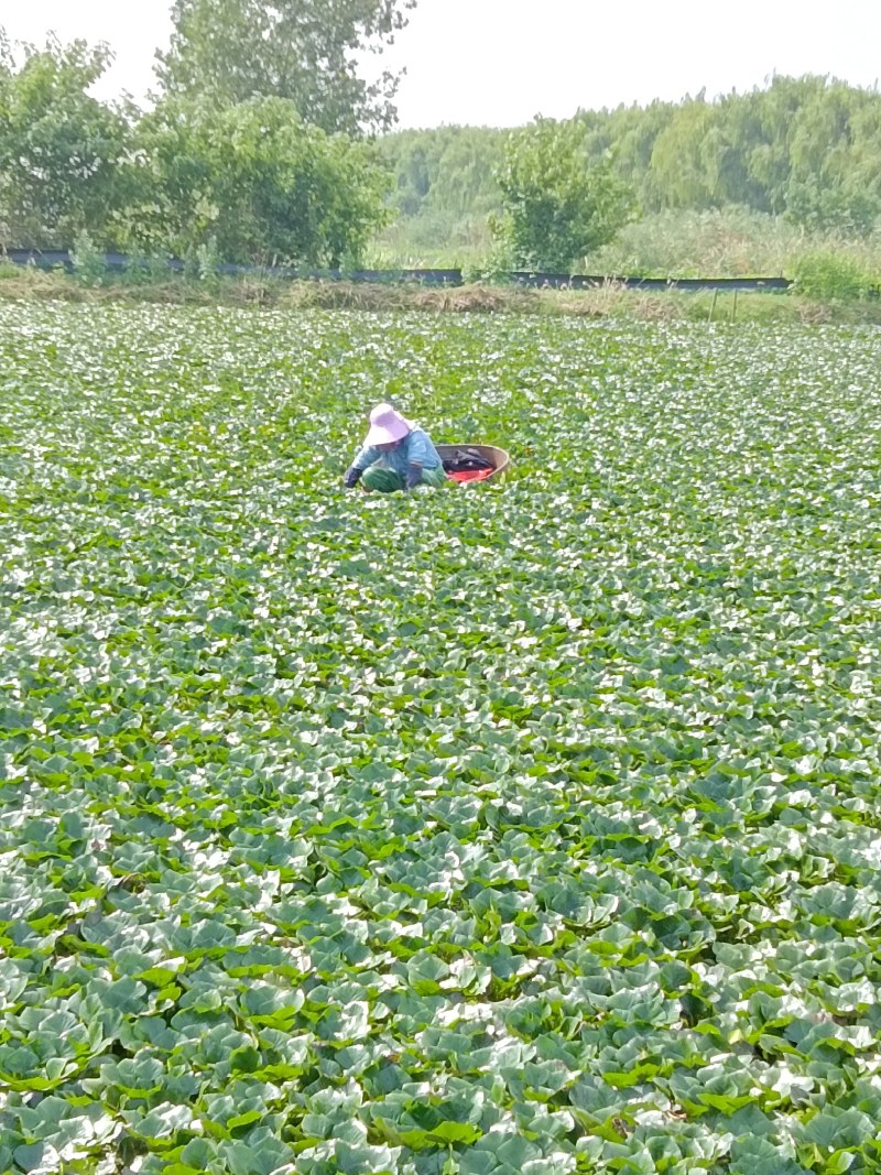 自家种的无药害，无污染红菱正式上市，欢迎老板预约下单。