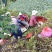 自家种的无药害，无污染红菱正式上市，欢迎老板预约下单。