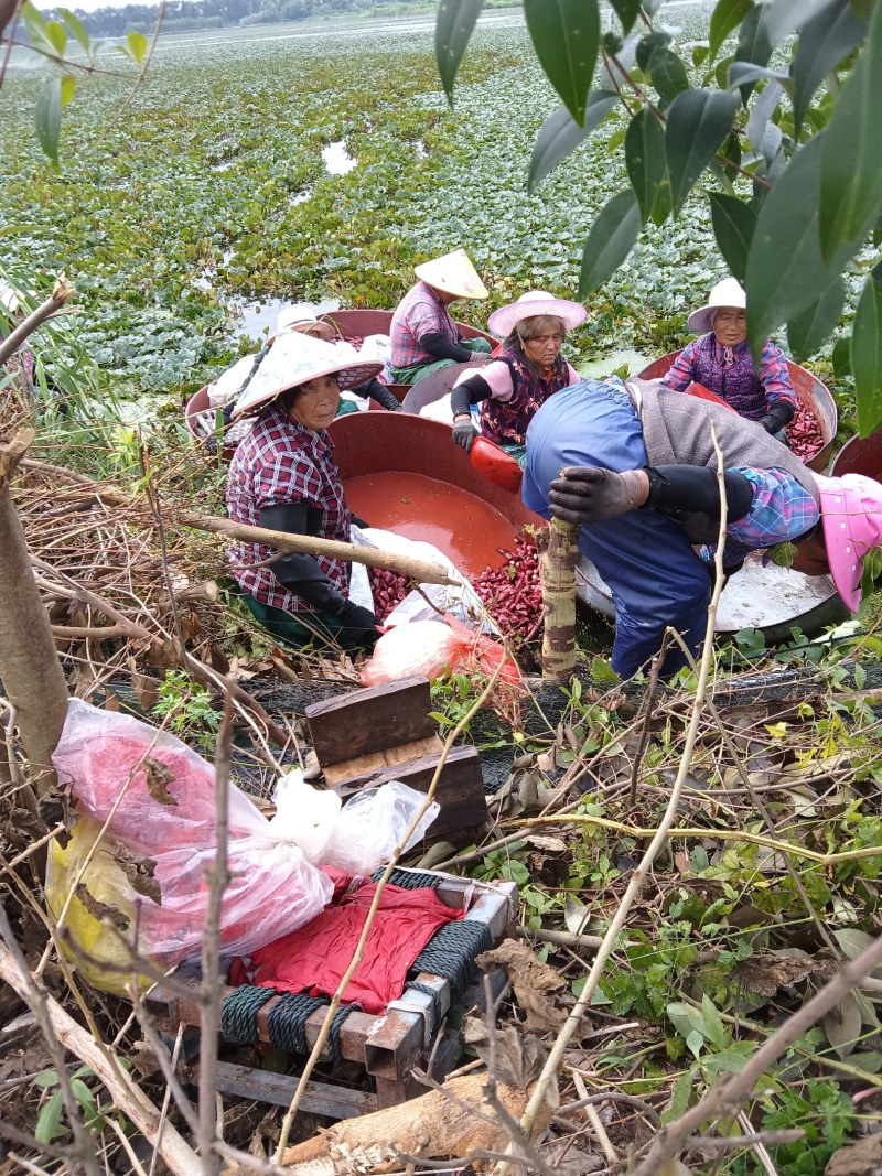 自家种的无药害，无污染水红菱正式上市，欢迎老板预约下单。