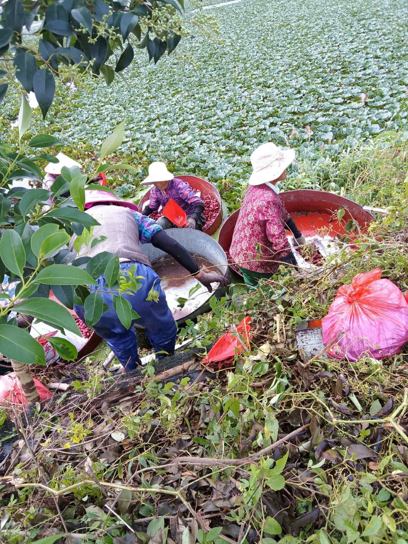 自家种的无药害，无污染水红菱正式上市，欢迎老板预约下单。