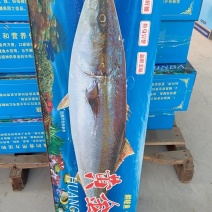 黄金鲅鱼一件代发，批发市场走货