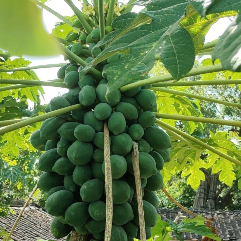 木瓜