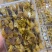 正品正宗东北林蛙油足干雪蛤膏林蛙100g盒装联体雪蛤油