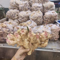 基地直发专业代办，生姜，子姜，电商超市
