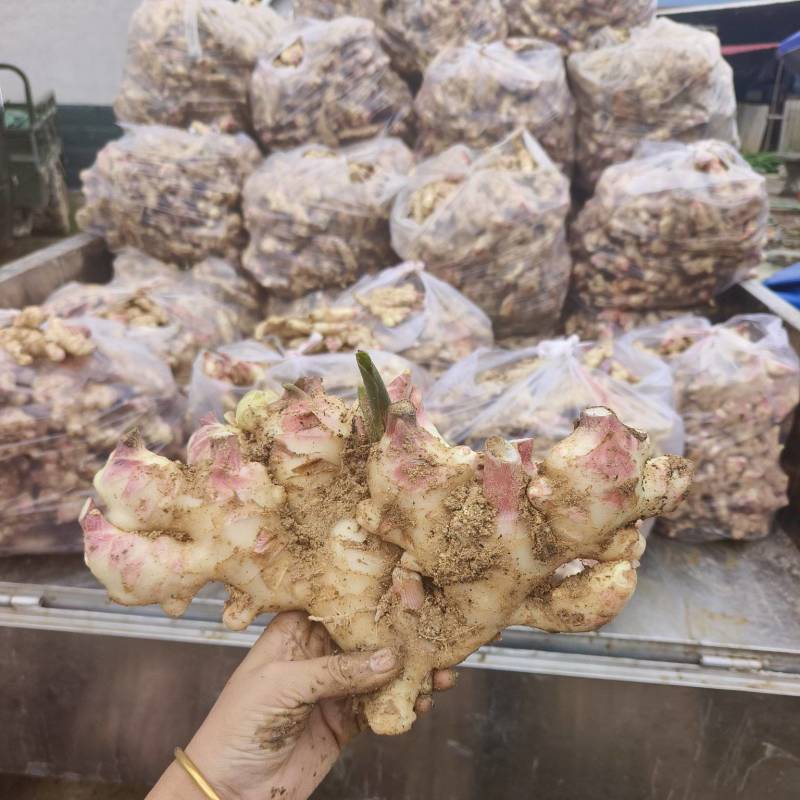 基地直发专业代办，生姜，子姜，电商超市