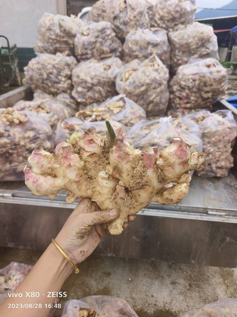 基地直发专业代办，生姜，子姜，电商超市