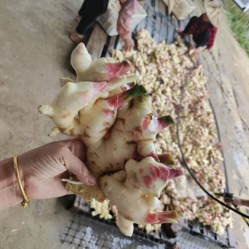 基地直发专业代办，生姜，子姜，电商超市
