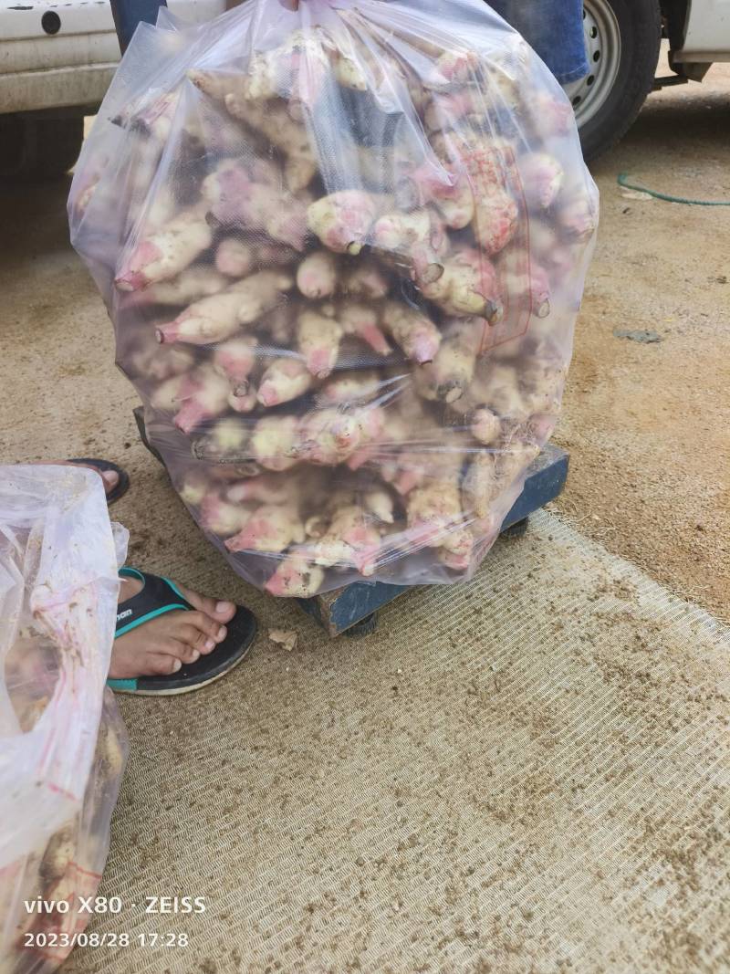 基地直发专业代办，生姜，子姜，电商超市